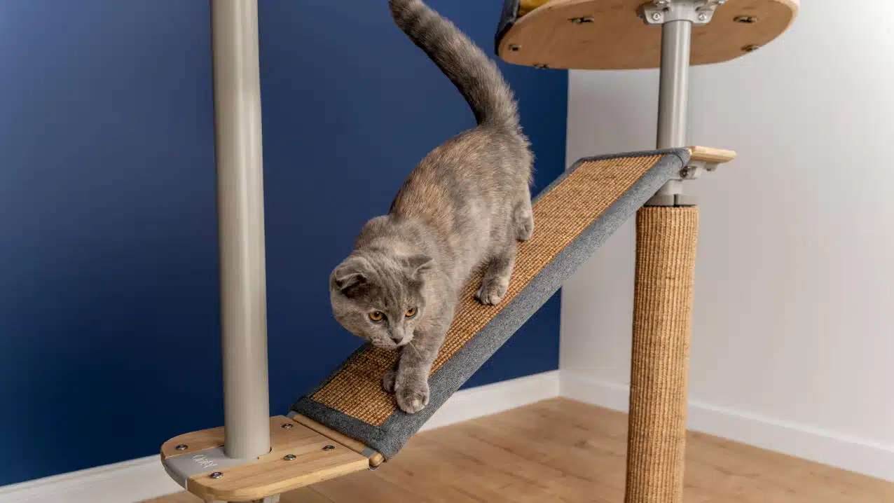 Arbre à chat en bois allier naturel et élégance