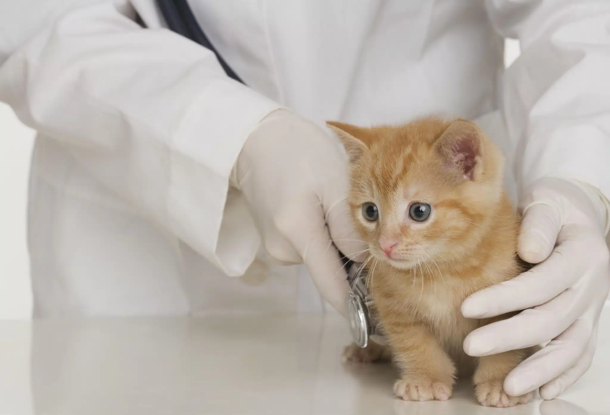 L'importance de la vaccination pour les chats un guide complet