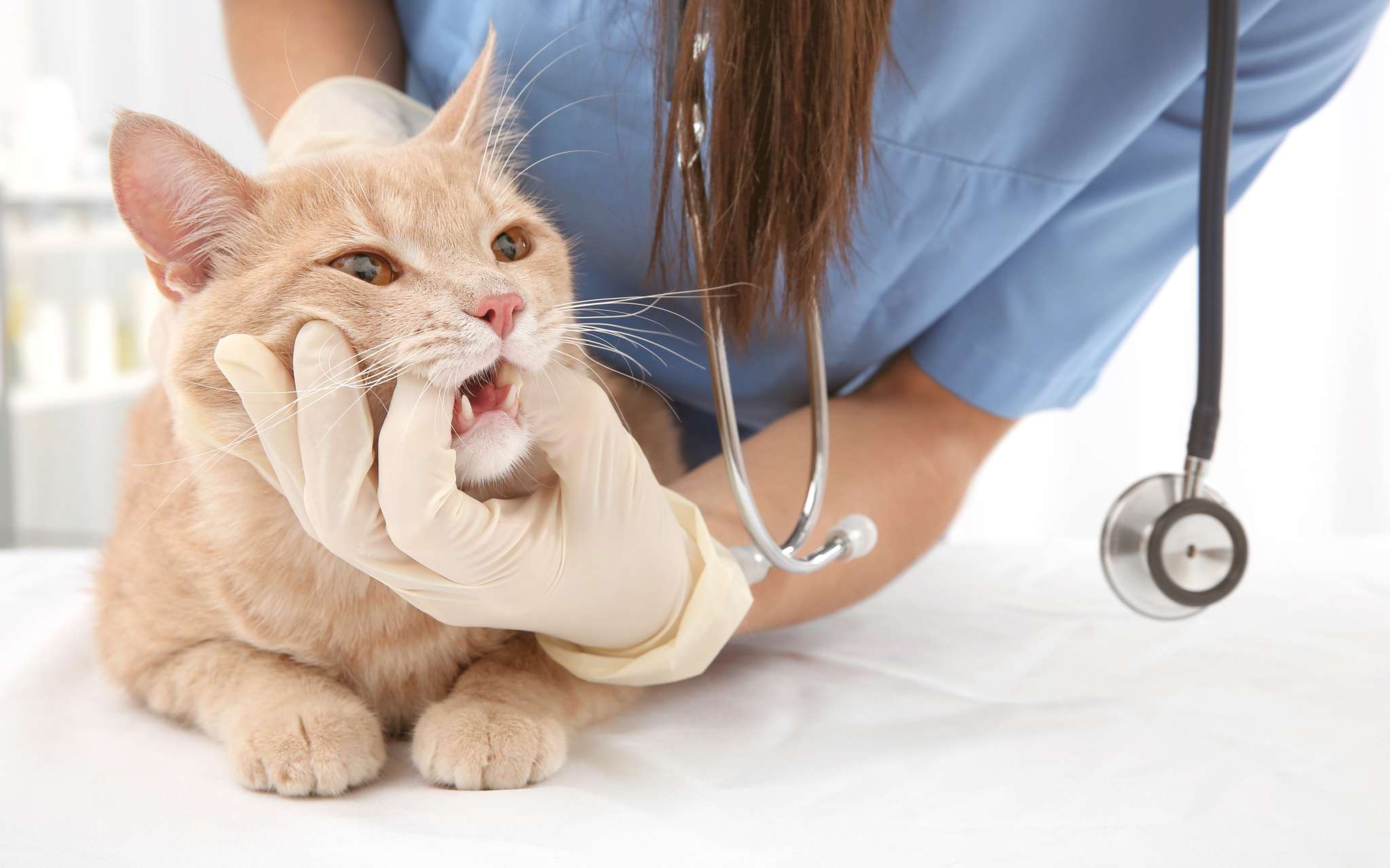 médicament pour chat malade